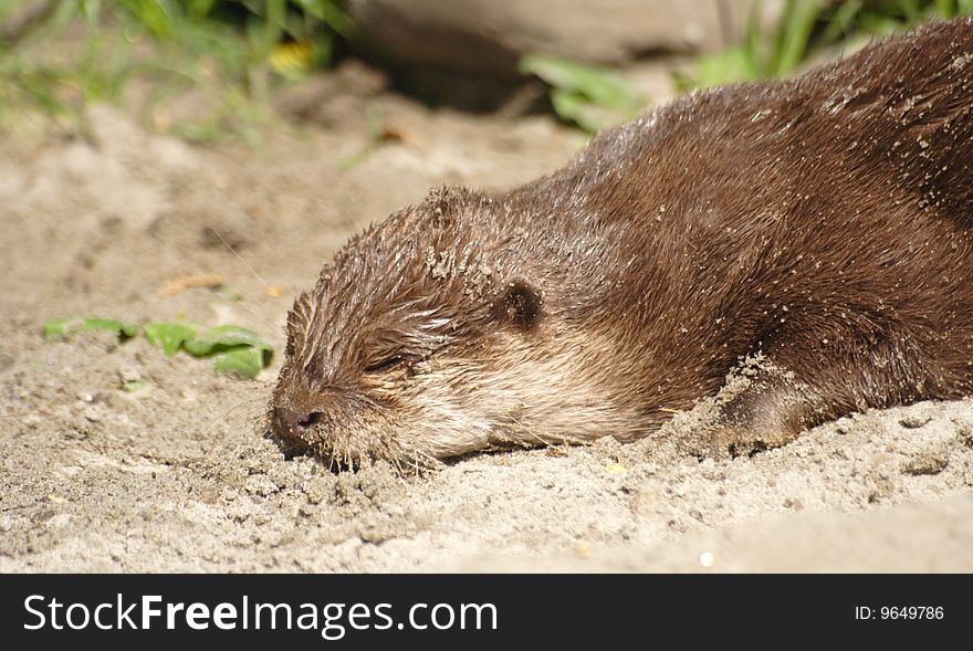 Otter sleeping in the sand