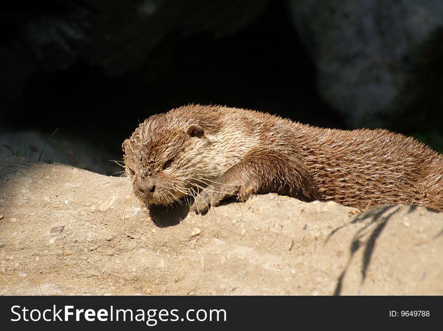 Otter sleeping in the sand
