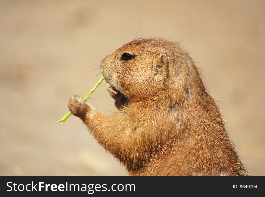 Head of a prairie dog