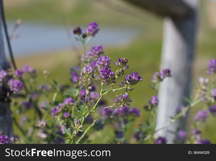 Flower, Plant, Flora, Purple