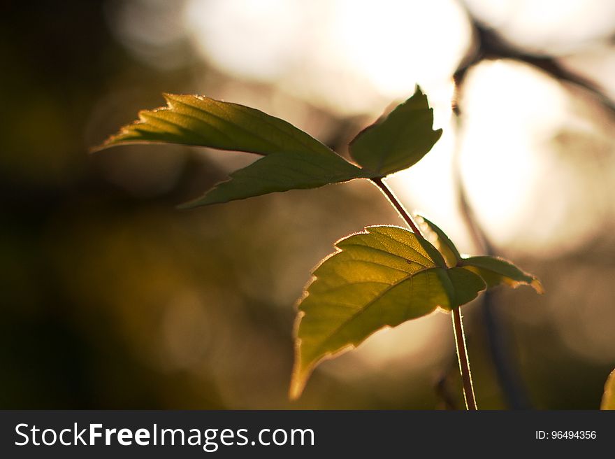 Rimmed With Mystery Light