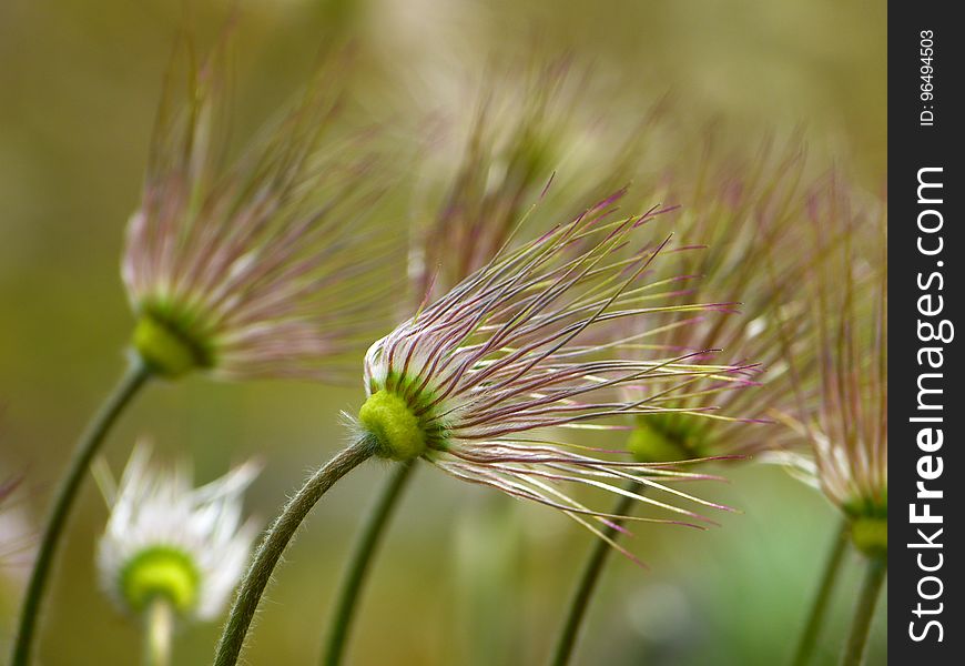 Green Purple Flower