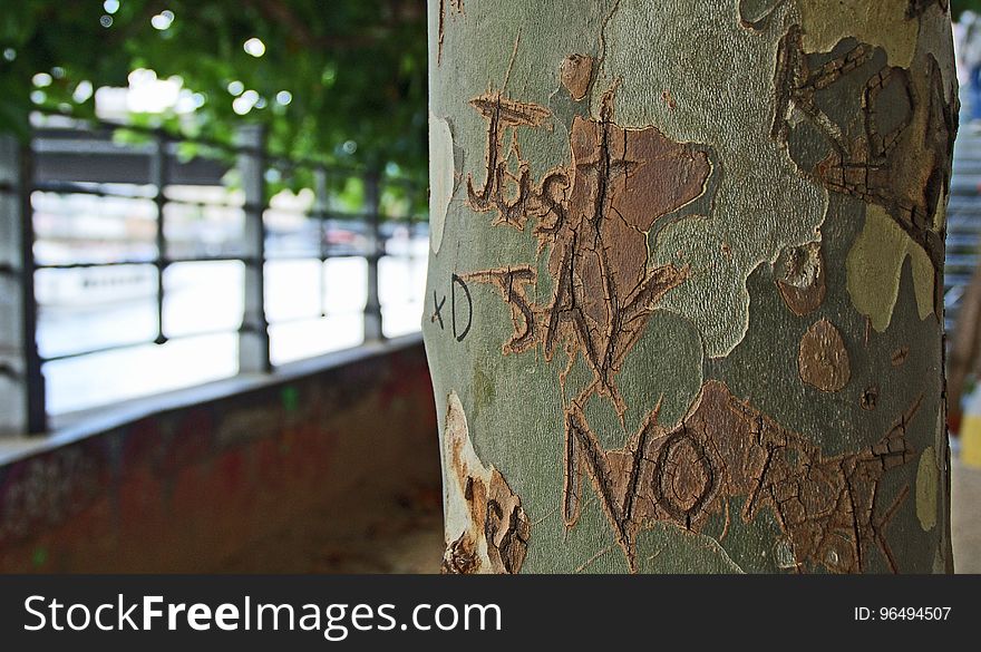 Just Say No Print on Green Branch of a Tree