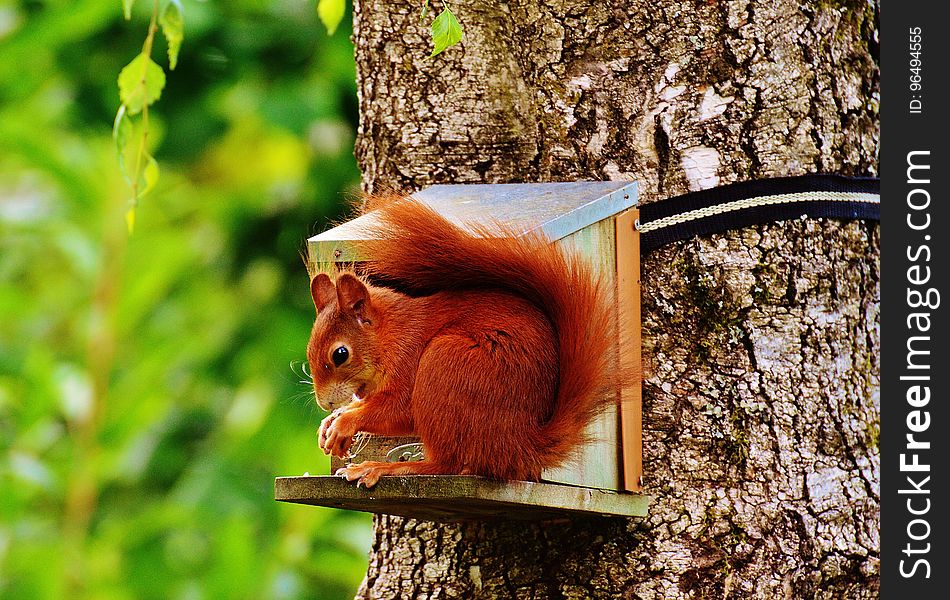 Brown Squirrel On Gray Wooden House On Tree