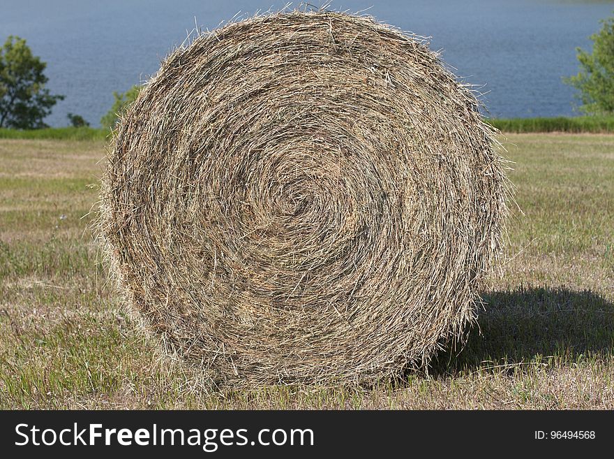 Hay!