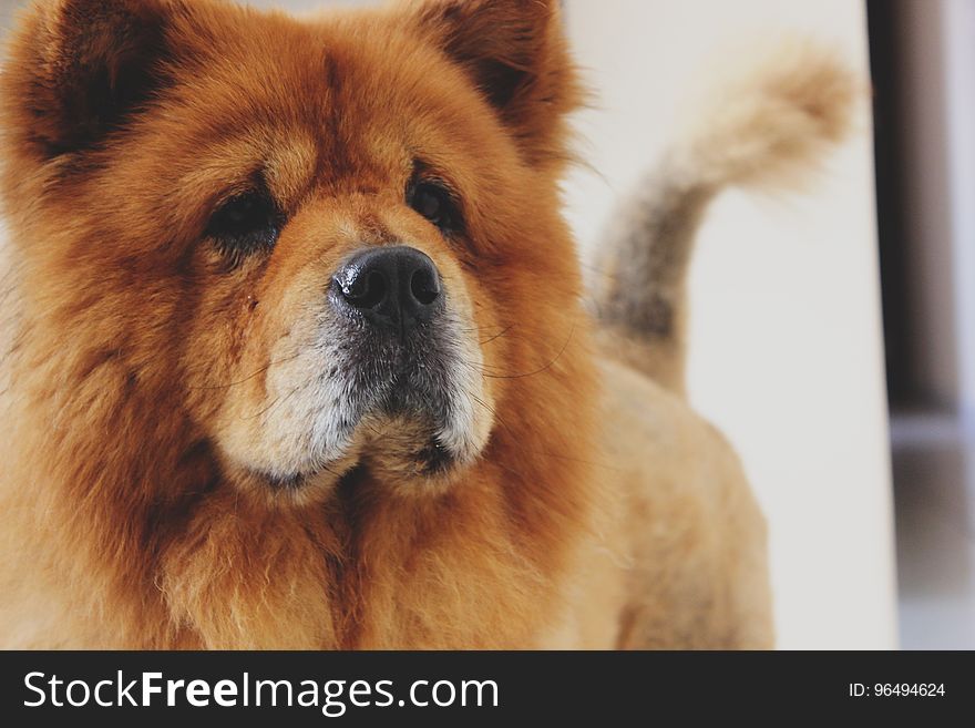 Brown Chow Chow