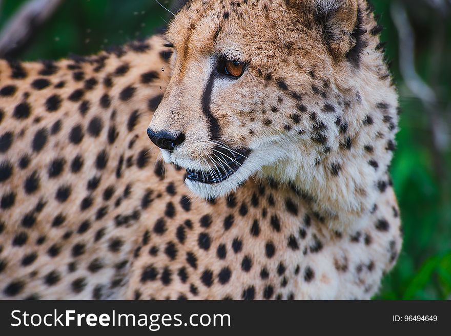 Cheetah