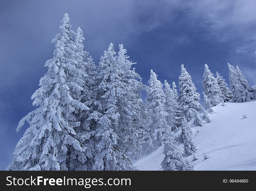 Pine Tree Covered With Snow during Daytime