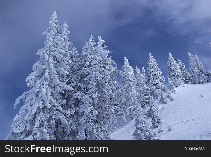 Pine Tree Covered With Snow During Daytime