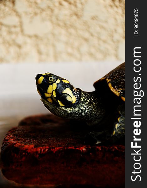 Black and Yellow Turtle on Red Rock