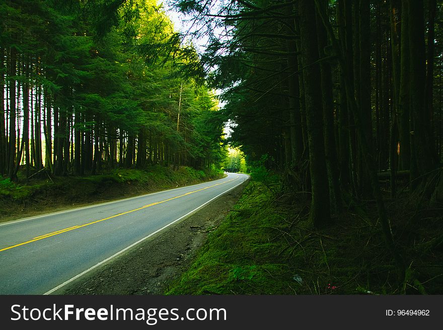 Asphalt Road Between Green Trees