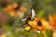 Garden Spider Stock Photography Garden Spider Stock Photography