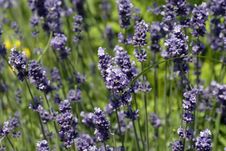 Lavender Royalty Free Stock Photography Lavender Royalty Free Stock Photography