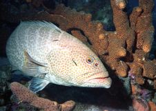 Tiger Grouper Stock Image Tiger Grouper Stock Image
