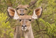 Kudu Stock Images