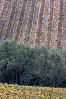 Italian Vineyards In Oltrepo Pavese Stock Images Italian Vineyards In Oltrepo Pavese Stock Images