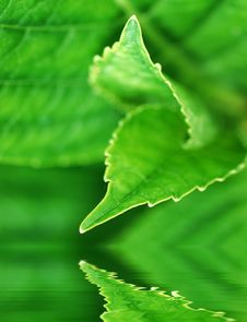 Leaf Abstract Stock Images