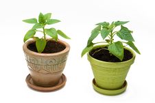 Two Flowers In Ceramic Flower Pot Stock Photos Two Flowers In Ceramic Flower Pot Stock Photos