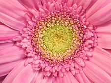 Pink Gerber Daisy Stock Images