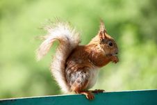 Red Squirrel Royalty Free Stock Photo Red Squirrel Royalty Free Stock Photo