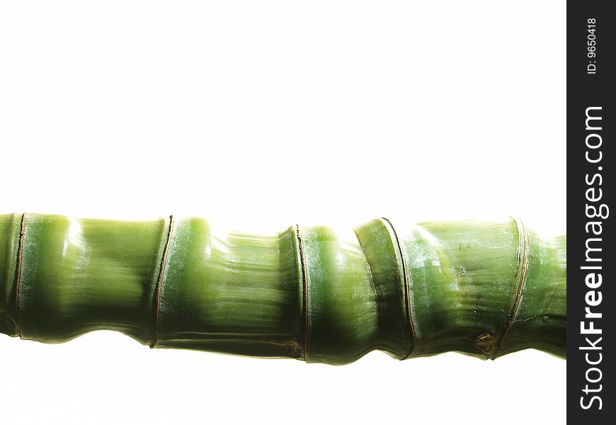 Close up of a bamboo plant on white background. Close up of a bamboo plant on white background