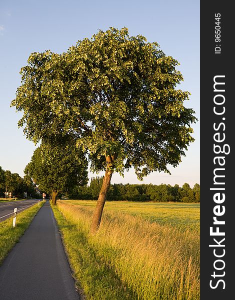 Tree and empty bicycle path. Outskirts of Braunschweig, Germany. Tree and empty bicycle path. Outskirts of Braunschweig, Germany