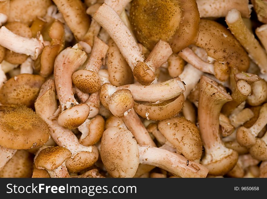 Background of brown honey fungus. Background of brown honey fungus