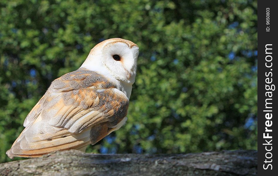 Bird / Barn Owl Animal