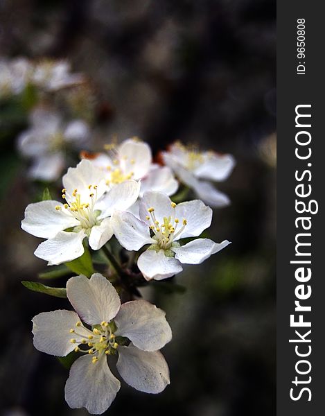 Flower of apple tree. moscow, kolomenskoe