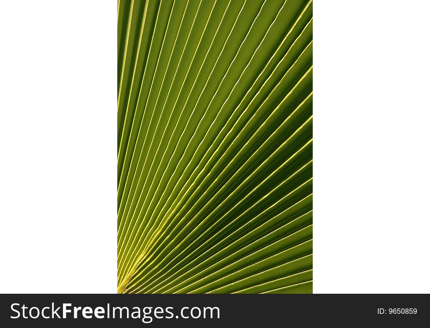 Leave of a palm tree green background