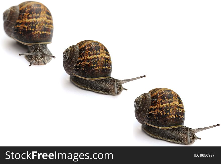 Three snails in a row on white background. Three snails in a row on white background