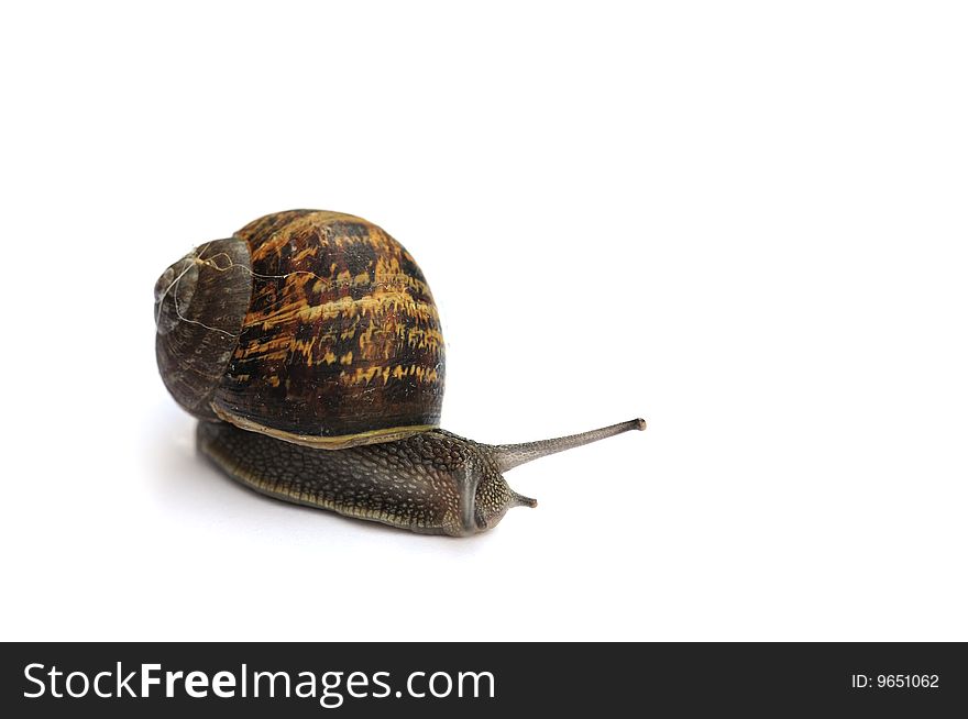 Shot of a snail on a white background