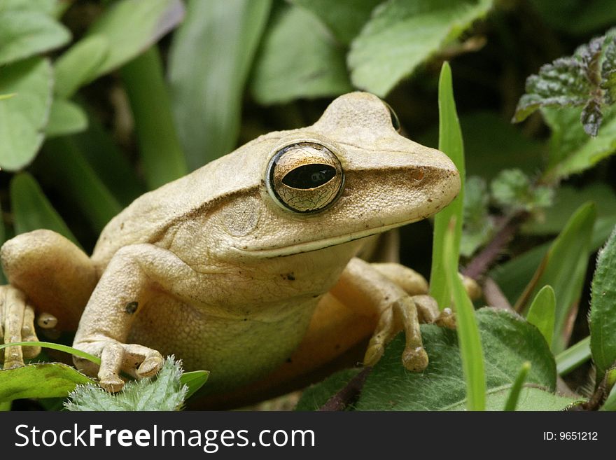 Small frog with big eyes