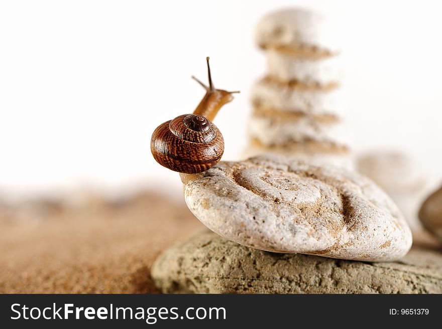 Snail on the edge of shingle on the coast