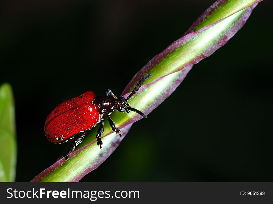 Loseup of a red bug on a tree