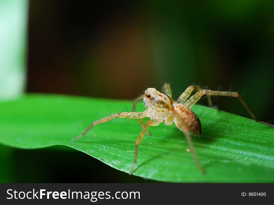 Close up of a spider in the forest