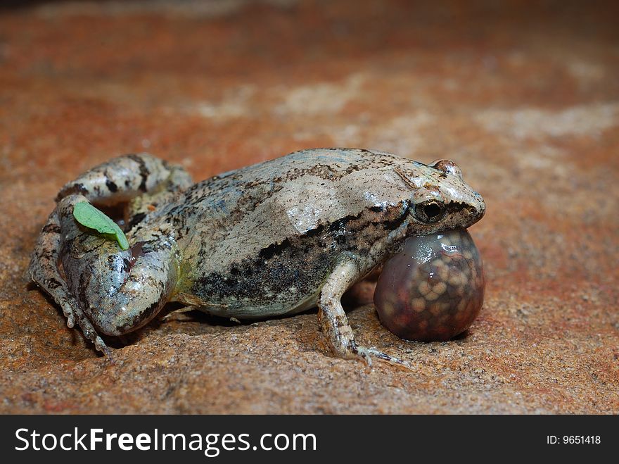 Frog small animal with smooth skin and long legs that are used for jumping. Frogs live in or near water