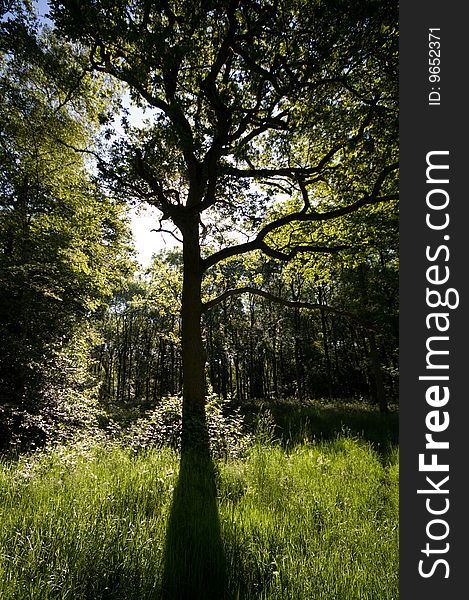 Oak tree in silhouette with fresh grass at the base