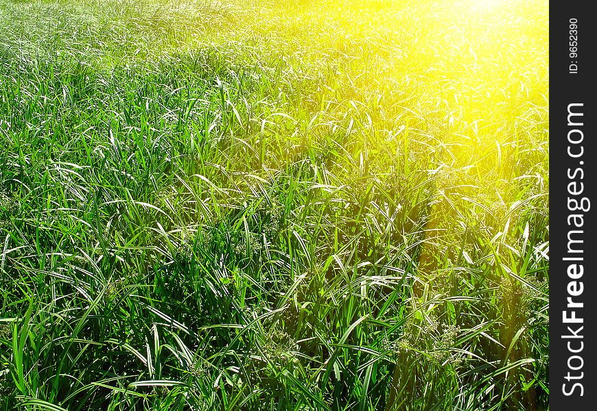 Splendid summer sunbeams over green meadow. Splendid summer sunbeams over green meadow.