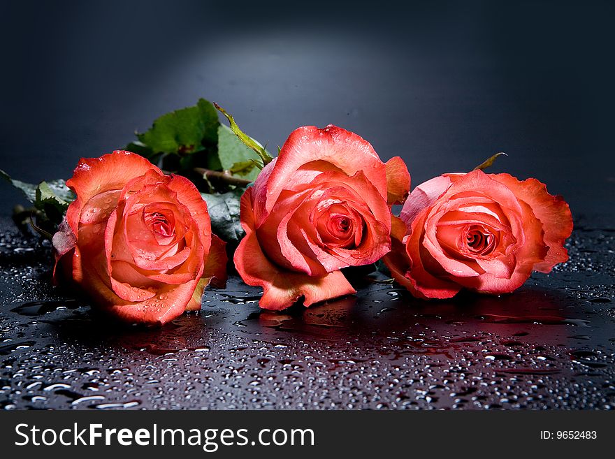 Red roses on black background