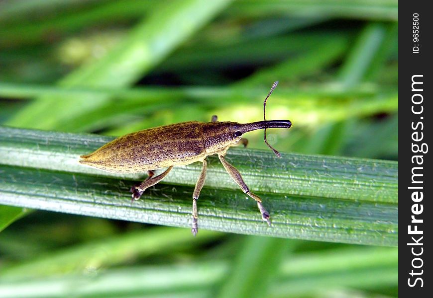 Forest bug weevil close-up on a grass