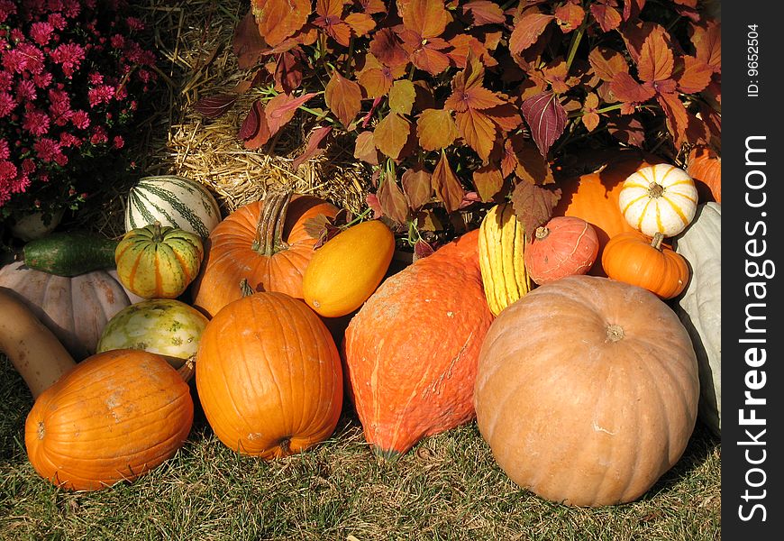 Pumpkins and gourds in field. Pumpkins and gourds in field