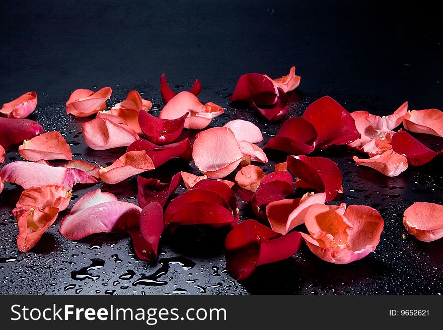 Red roses on black background