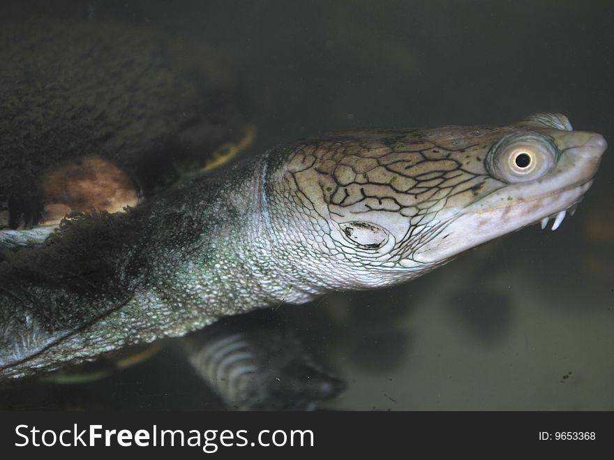 The australian water terrapin in the aquarium, macro. The australian water terrapin in the aquarium, macro