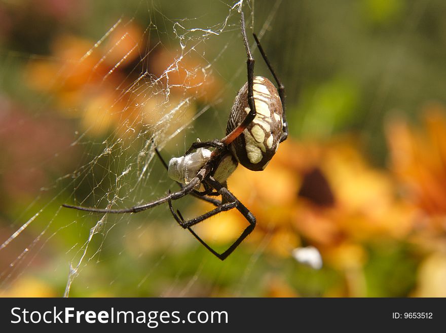A yellow and black garden spider encasing a bug trapped in it's web.