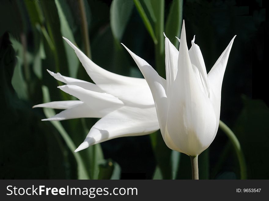 Two royal white tulips with symbolic composition. Two royal white tulips with symbolic composition