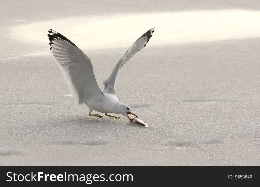 Seagull With Fish On Frozen Lake