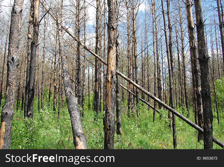 Burnt trees pine in forest. Burnt trees pine in forest