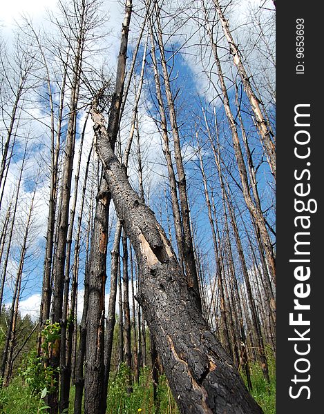 Burnt   Trees