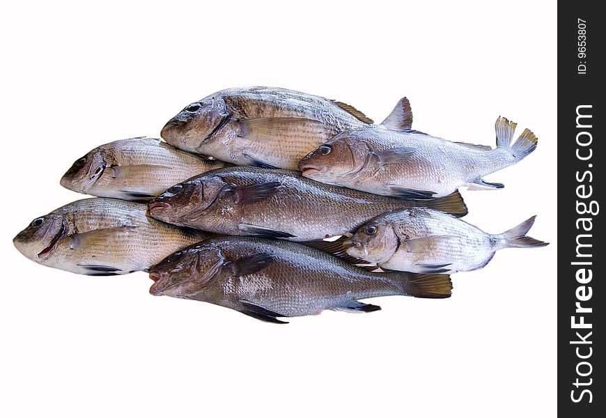 Assorted fishes in a white background isolated